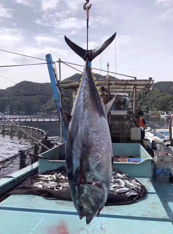浙江男子豪掷20万买下518斤大鱼