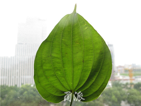 弧形主脉之间可见细脉横向平行且十分致密)