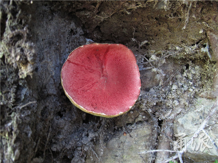 (红色的牛肝菌)