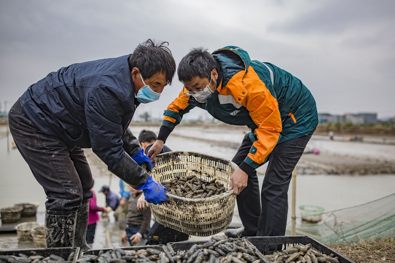 【甬派】5斤128元,宁海长街蛏子网上开卖