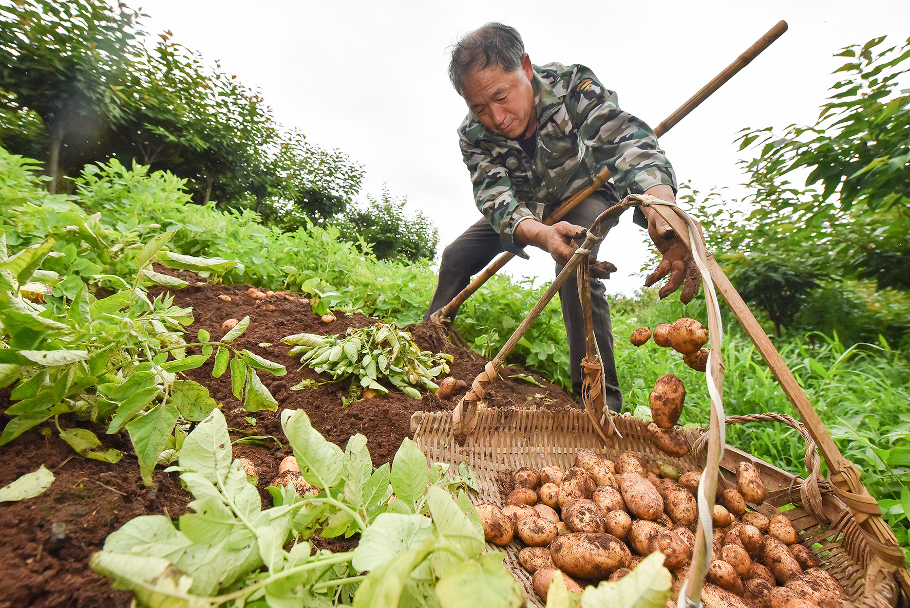 口感香糯 上百年种植历史的花旗洋芋艿上市了