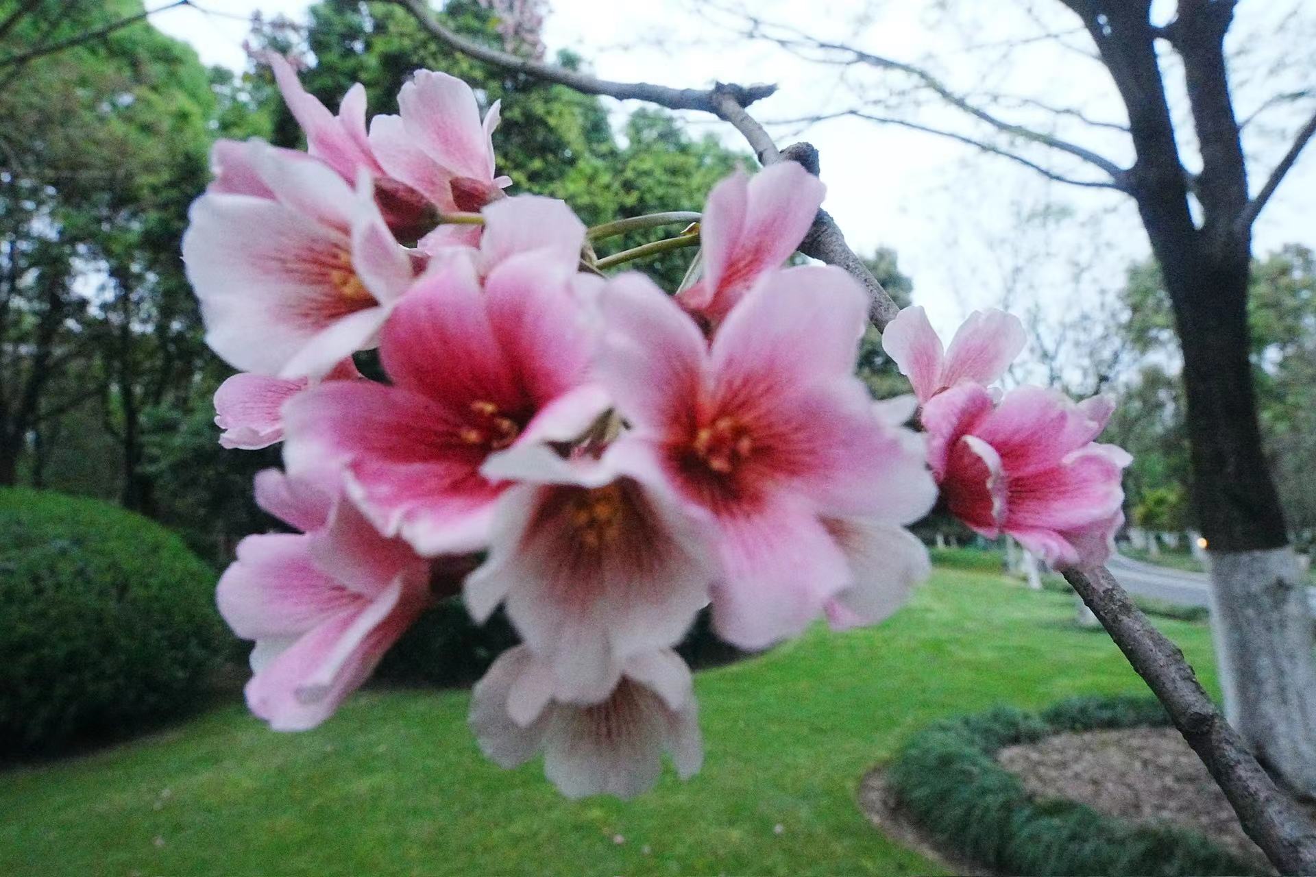 鄞州公园的红花油桐开了 秀出最美四月天！
