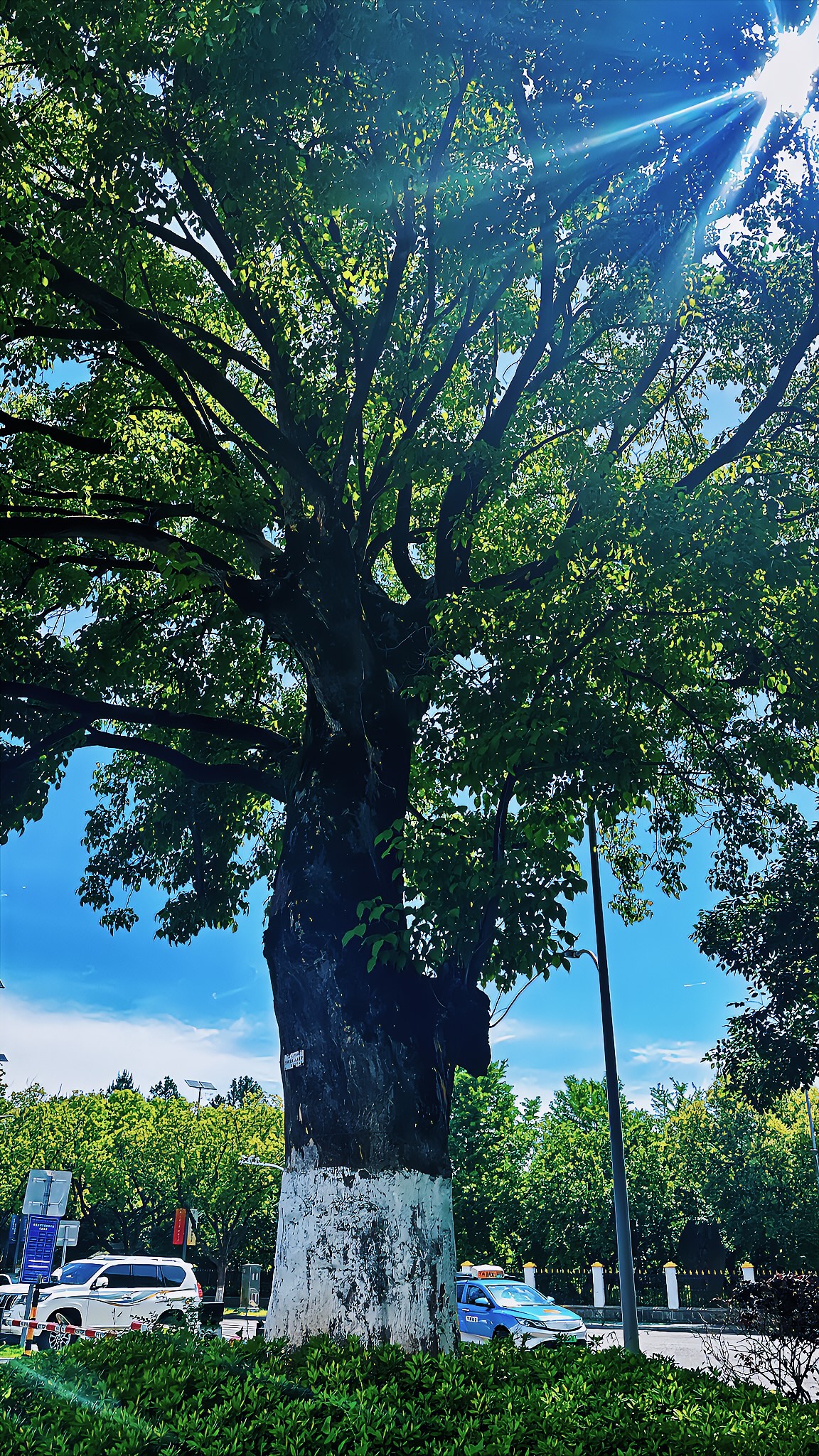 就在天宫庄园！鄞州最老的重阳木已170多岁了