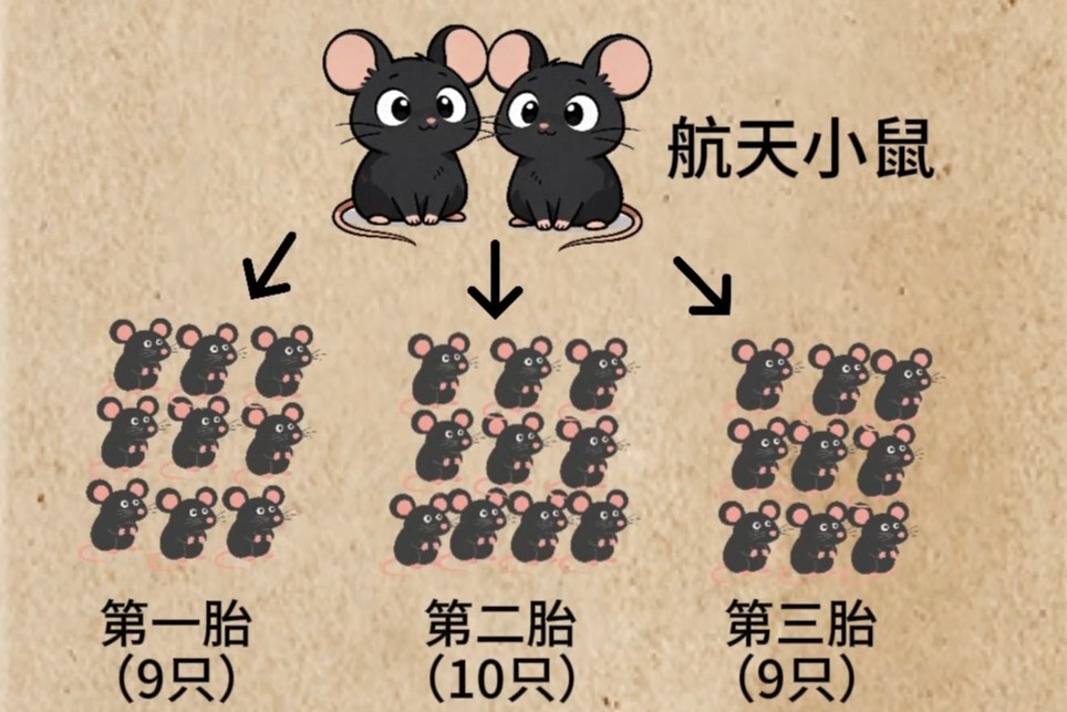 �ɹ���������̥�󱦱���̫��С���о����½�չ����