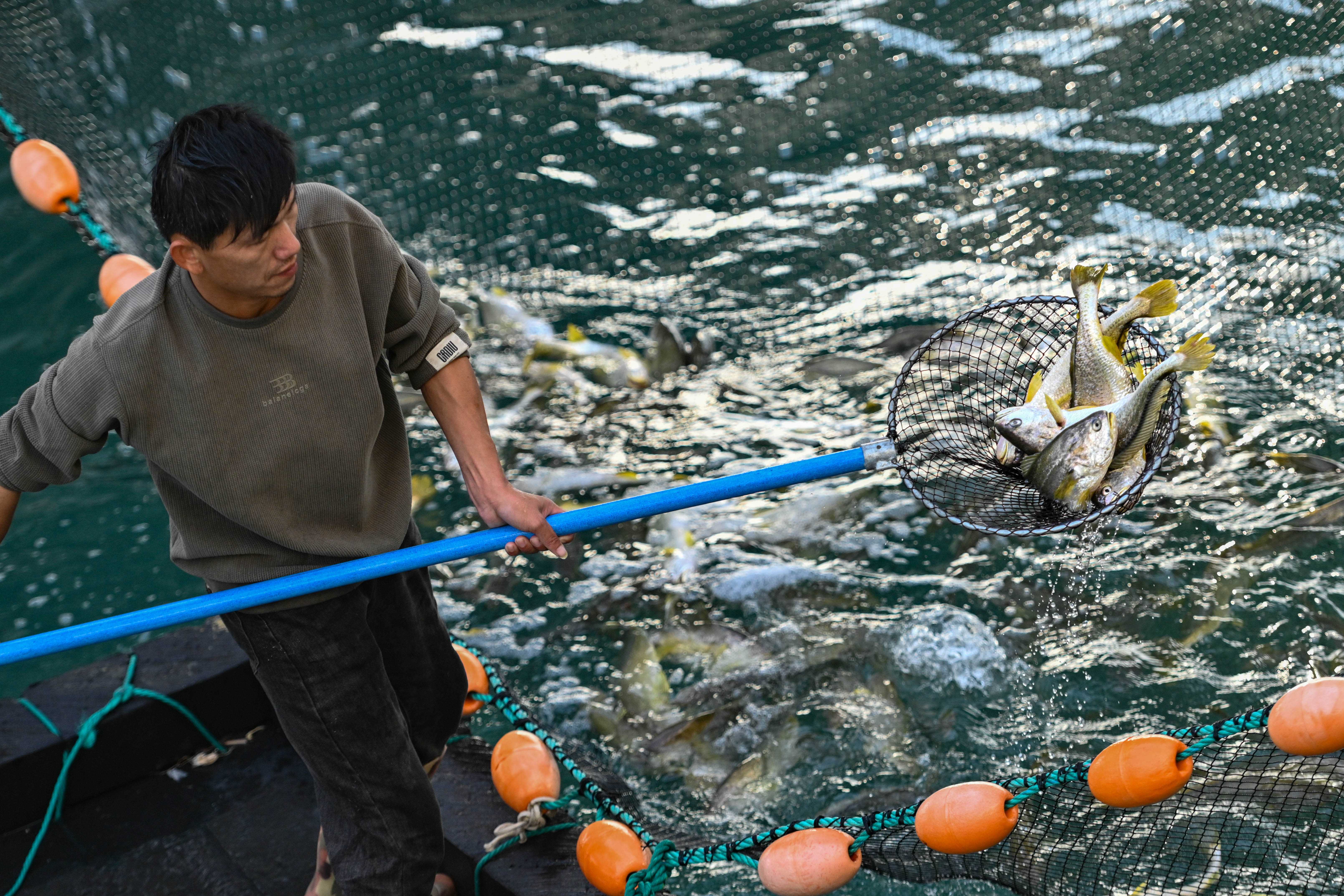 深远海养出“黄金鱼”