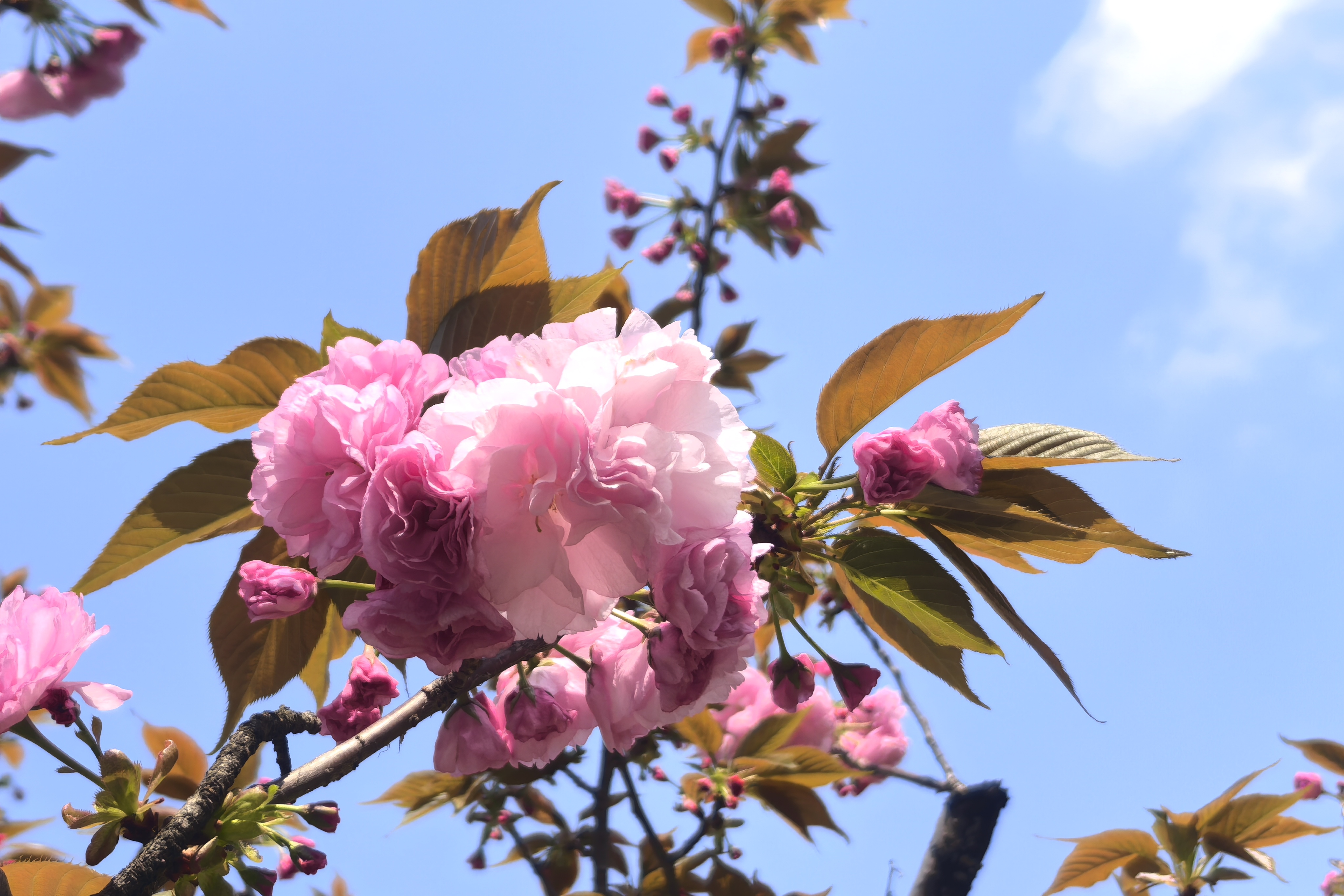 直冲27℃!清明假期 宁波气温“高歌猛进”