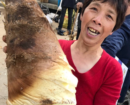 须红根白壳黄 "黄泥拱笋"要上餐桌啦-新闻中心-中国宁波网