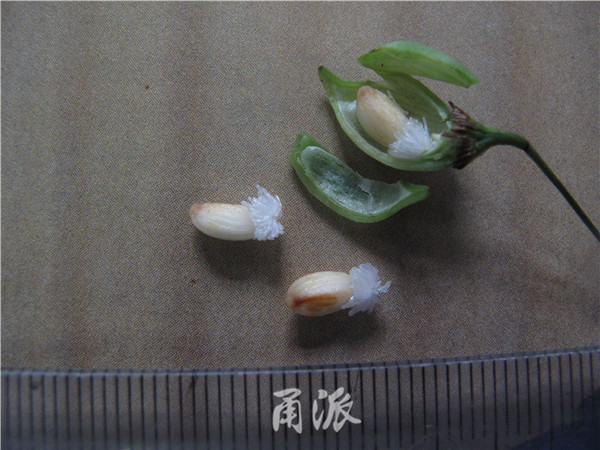 (每一蒴果内有3颗椭圆形的种子,种子基部有簇生的指状附着物,如此