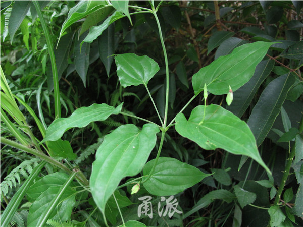 叶片上开花的古怪植物!宁波高山现野生百部