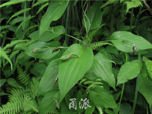 叶片上开花的古怪植物!宁波高山现野生百部
