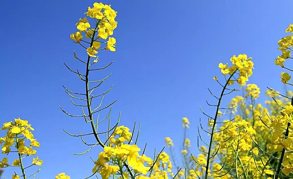 鄞江它山堰油菜花图片